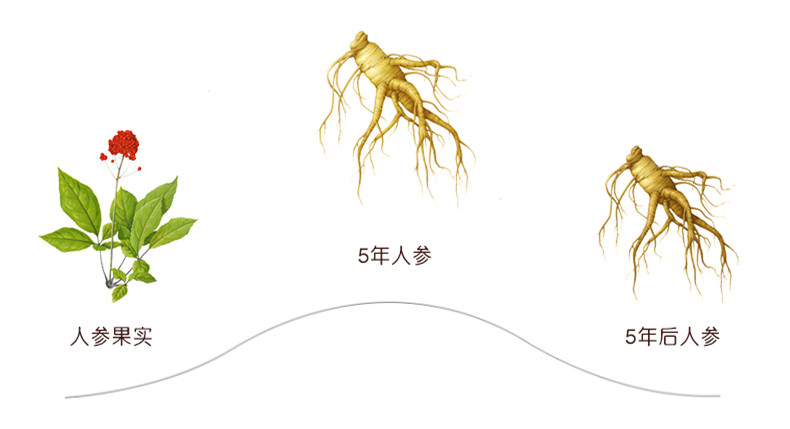 红参8.jpg