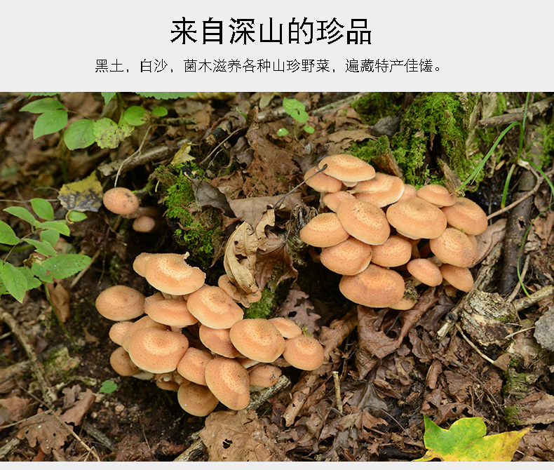 品5.jpg